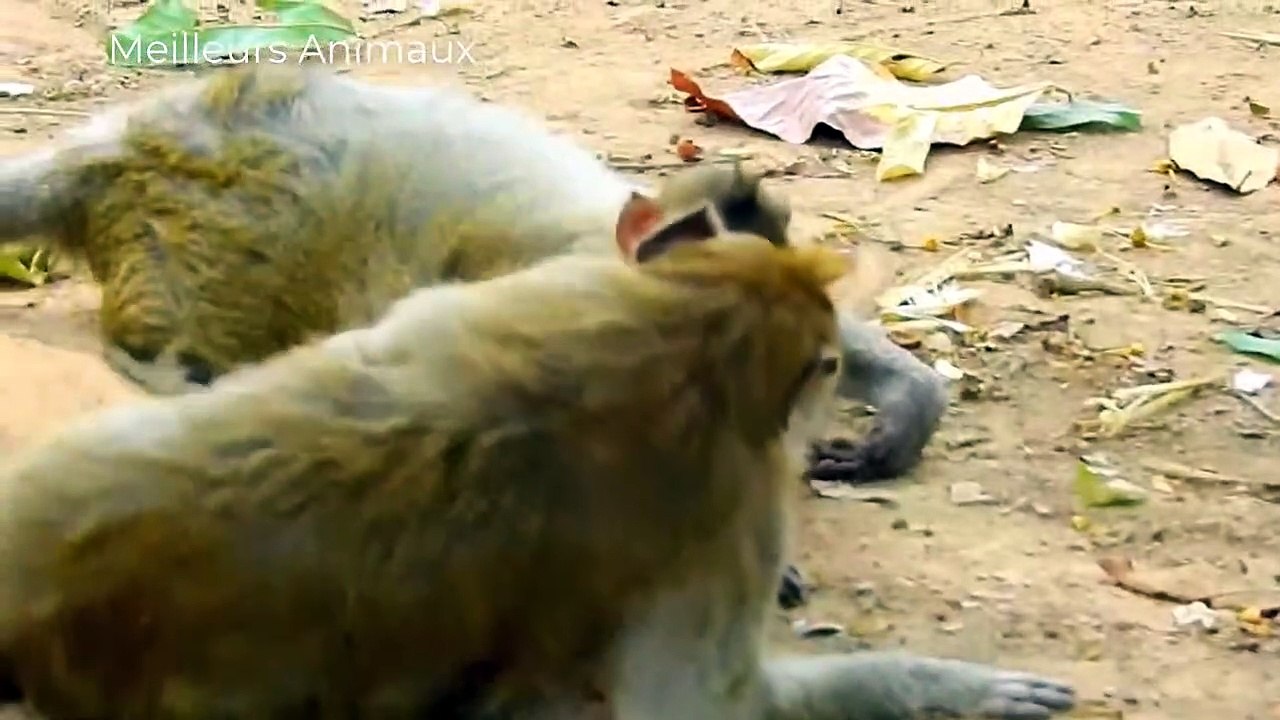 TAKE A WATCH HOW LEOPARD CATCH PREYS UP A TREE