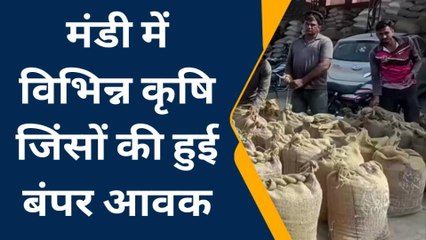 मेड़ता सिटी: जीरे के भाव में ₹500 तक की आई गिरावट, जानिए आज के भाव!