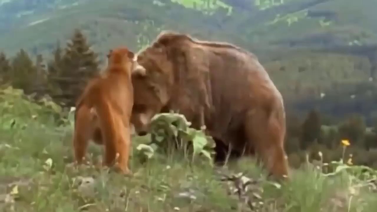 The Best Of Animal Attack 2023 - Most Amazing Moments Of Wild Animal Fight | Wild Discovery Animal p3