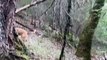 Brave dogs fearlessly chase big bear up a tree