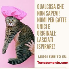 7 Nomi per gatte unici e originali: lasciati ispirare!