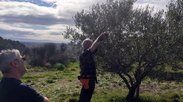 Montfrin : initiation à la taille de l'olivier avec Alain Selme