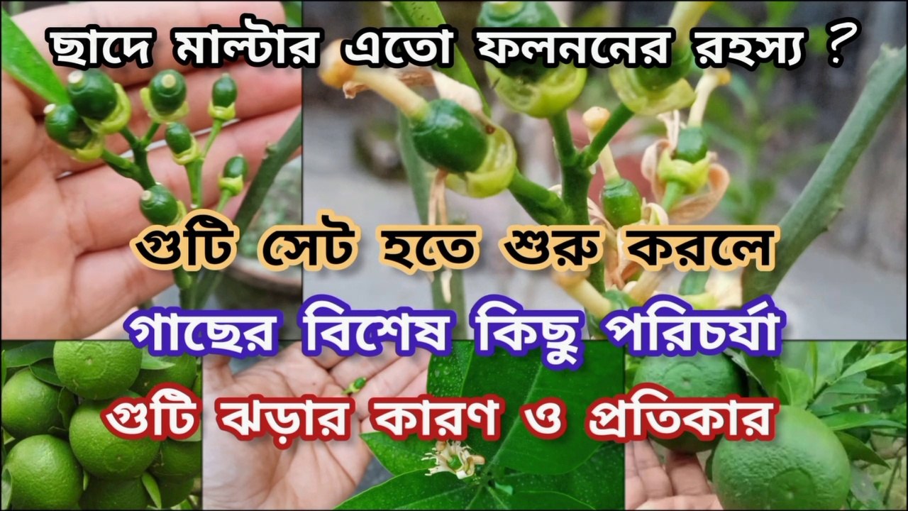 ছাদে উচ্চ ফলনশীল জাতের মাল্টা চাষ এবং তার পরিচর্যা ।।  Malta plant care