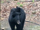 Cub Rides Piggyback on Mama Bear