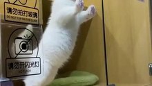 Funny cat videos | cute cats | Cat videos Compilation 2023