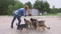 [과학 한스푼] 사람 떠난 체르노빌에 남겨진 개들...