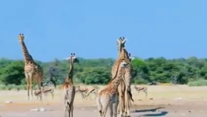 Animals & Wildlife • Relaxing Music for Stress Relief and Calmness