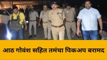 गाजीपुर: घेरे बंदी के बाद पशु तस्करों से हुई मुठभेड़,दो बदमाशों को लगी गोली दो गिरफ्तार