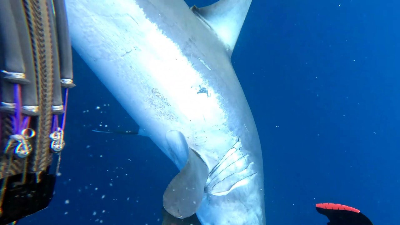 Diver Has a Close Encounter With a Big Mako Shark