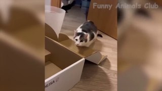 Funny Animal Videos 2023  - Funniest Dogs And Cats Videos #23