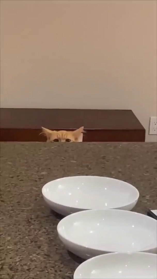 ⁣Смешные животные _ Восхитительные коты и собаки 2023 #101