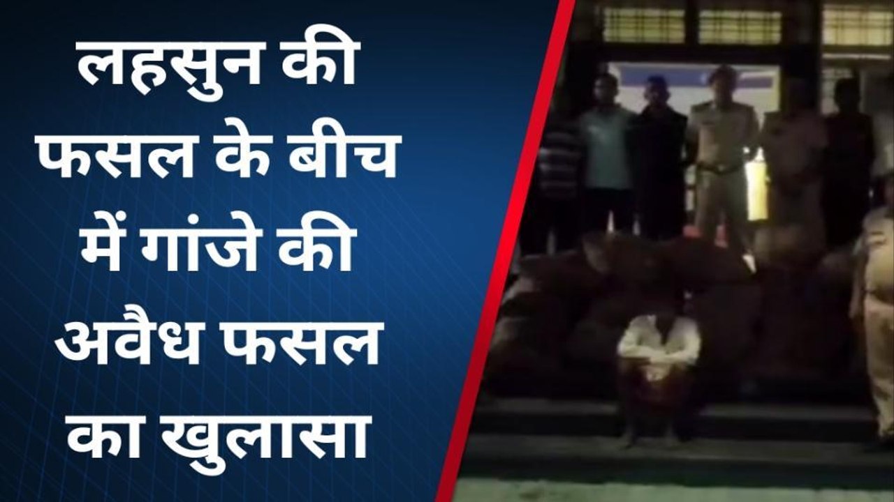 झालावाड़ : लहसुन की फसल के बीच में गांजे की अवैध फसल का खुलासा, जानिए कैसे?