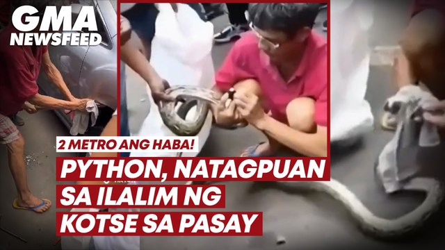 Python, natagpuan sa ilalim ng kotse sa Pasay | GMA News Feed