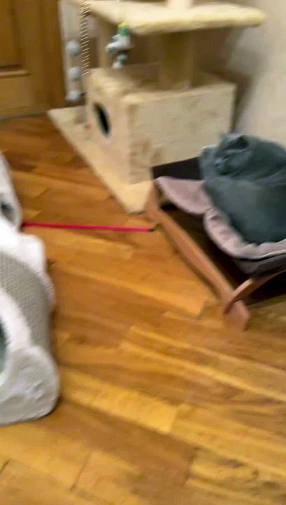 New Funny Videos 2023 Cutest Cats and Dogs