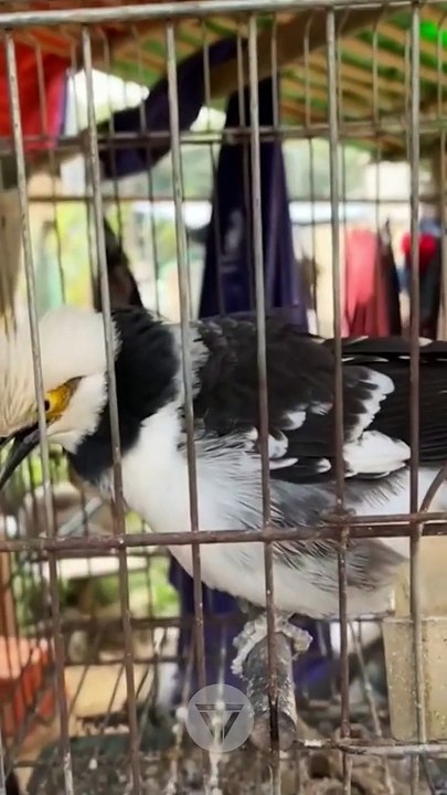 what's the name of this Bird ؟ #funniest animals #videoshorts #tiktokvideo #cutest #2022