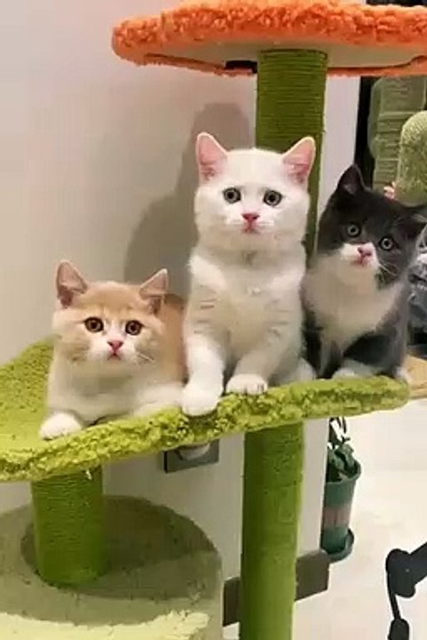 New Funny Videos 2023 Cutest Cats and Dogs