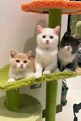 New Funny Videos 2023 Cutest Cats and Dogs