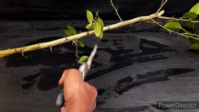 How to grow lemon plant from cutting in a Tomato।टमाटर में कटिंग से नींबू का पौधा कैसे उगाएं ।