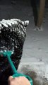 Raking Snow Off a Big Bear