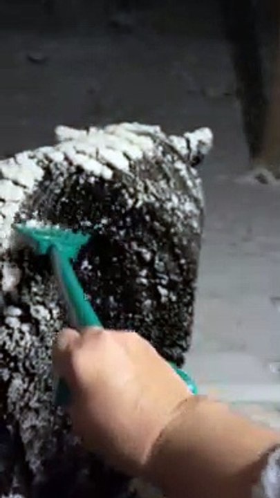 Raking Snow Off a Big Bear