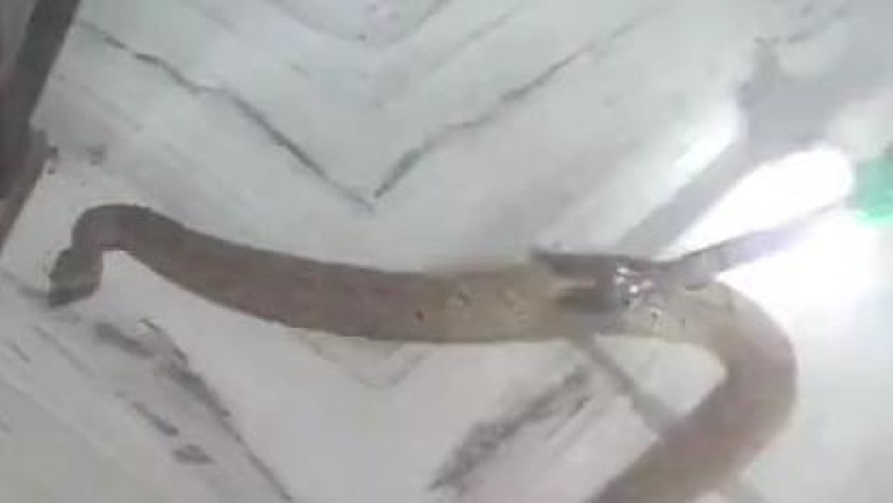 ঘরের মধ্যে বিষাক্ত চন্দ্রবোড়া! তারপর যা ঘটলো