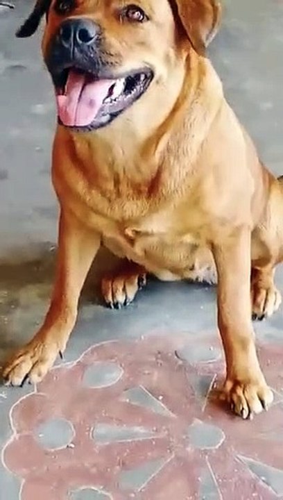 Dog_sound__dog_barking__%23shorts_%23dogbarking_%23viralshorts_%23youtubeshorts_%23dog_sound