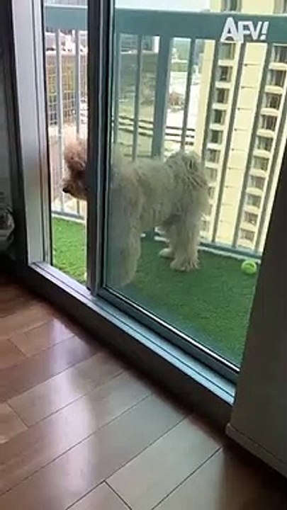 How_Beginning_Of_True_Friendship_Looks_Like___#funny_#dogs_#pets_#afv_#shorts(360p)