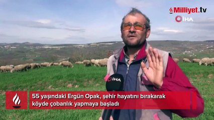Şehir hayatından sıkıldı, çobanlık yapmaya başladı!
