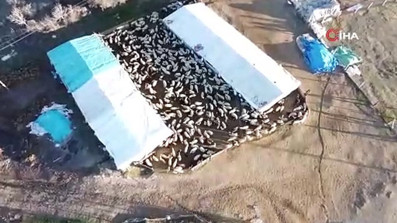 Elazığ'da koyun ve kuzuların renkli buluşması