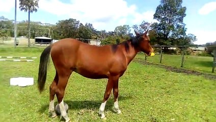 Adorable : ce cheval s'amuse comme un enfant avec un jouet