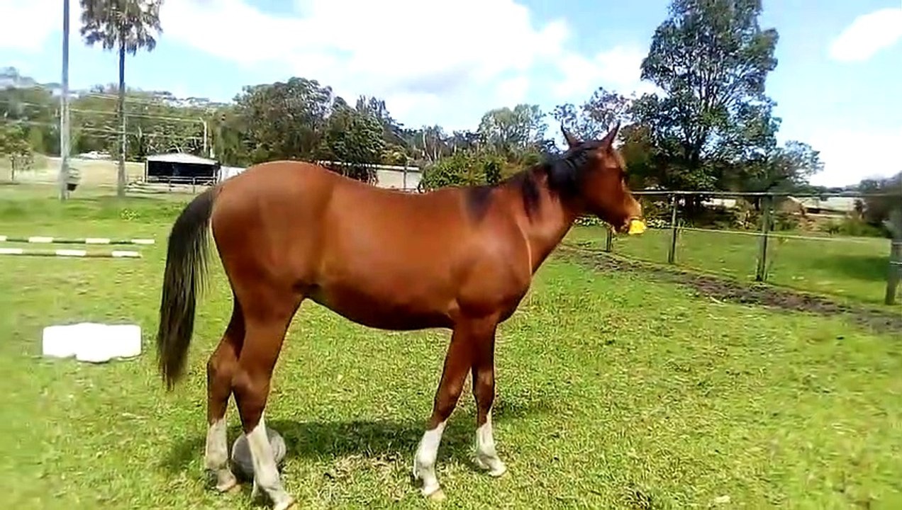 Adorable : ce cheval s'amuse comme un enfant avec un jouet
