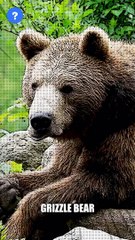  என்ன Grizzle bear இவ்ளோ Speed ஒடுமா? | Grizzle bear Facts