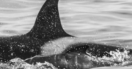Une femelle orque aurait adopté un bébé globicéphale, un cas unique selon les scientifiques