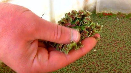 MALİYETİ DÜŞÜK, PROTEİNİ YÜKSEK HAYVAN YEMİ İÇİN AZOLLA BİTKİSİNİ AĞIR METALLERDEN ARINDIRDI