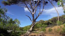 Dans Echappées Belles sur France 5, le journaliste Ismaël Khelifa visite l'île du Levant dans la Méditerranée