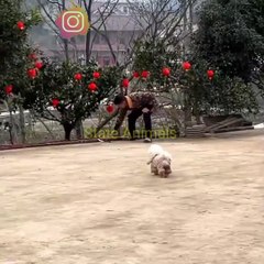 Dog's Funny Video |Cute Dog Reaction Funny Video #Dogvideo#Funnydog