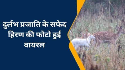 जंगल में दिखा दुर्लभ प्रजाति का सफेद हिरण, वीडियो हुआ वायरल