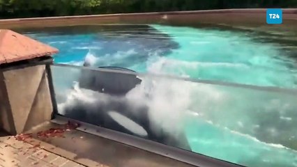 "Dünyanın en yalnız orkası” Kiska 47 yaşında hayatını kaybetti