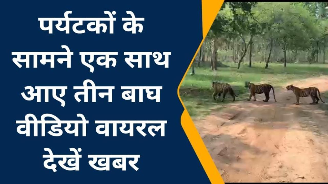 पन्नाः टाइगर रिजर्व में बढ़ा बाघों का कुनबा..एक साथ 3 बाघ देखकर रोमांचित हुए पर्यटक