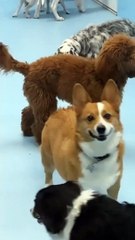 Pup's heartwarming reaction to owner picking him up from daycare