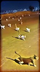 Beautiful cat videos | cute cats | Try not to laugh | Cat videos Compilation 2023