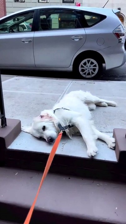 Dog protests when owner won't take him to the park