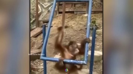 इन बंदरों की ऐसी हरकते देख लोटपोट हो जाएंगे  | Most Funny Animals Videos | Monkey Funny Moments