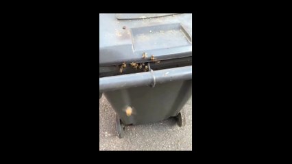 Massive beehive totally overtakes garbage bin