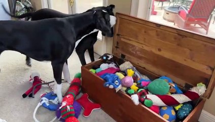 Great Dane stops robot vacuum to play with toys