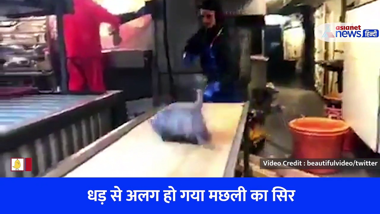 धड़ से अलग हो गया सिर फिर भी मछली के मुंह में इतनी ताकत? काेल्ड्रिंक के कैन को जबड़े से चबा डाला, सामने आया Shocking Video