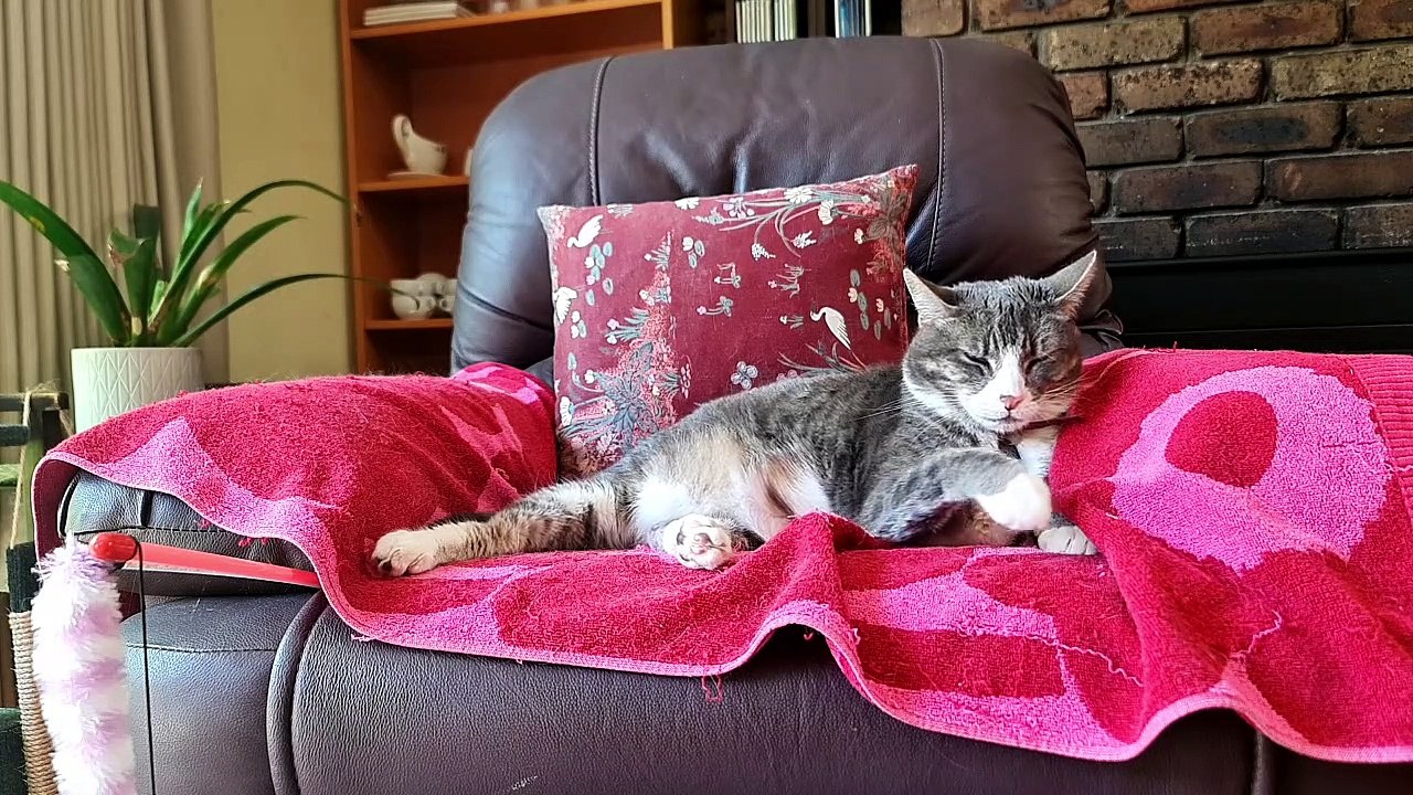 Cat naps through noisy vacuum noise
