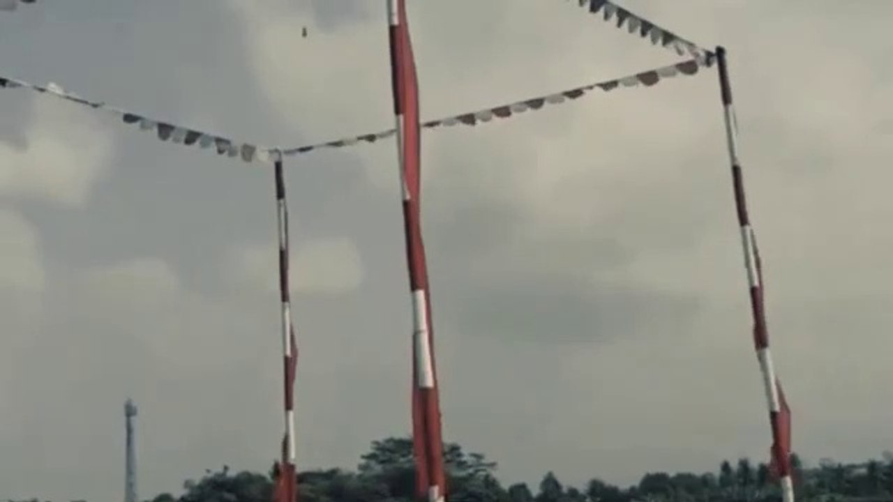 Efektif ! Cara Mencetak Merpati Jablay