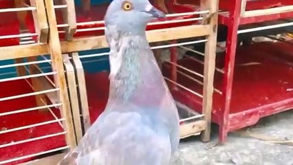 Kilat ! Cara Mempercepat Merpati Ganti Bulu