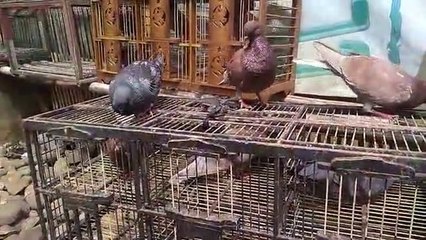 Kilat ! Ternyata begini Cara Pencabutan Telur Supaya Merpati Giring Super ngeket